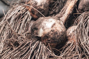 Taze toplanmış sarımsak soğanları, kırsal kesimde hasat..