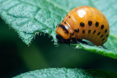 Colorado patates böceği larvaları patates yaprakları yer ve tarıma zarar verir..