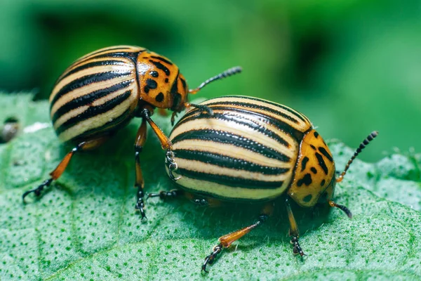 Crop Pest Colorado Potato Beetle Sits Leaves Potatoes — Stock Photo, Image