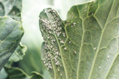 Whitefly Aleyrodes proletella tarımsal veba lahana yaprağı üzerinde.