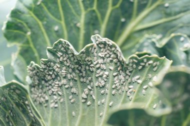 Whitefly Aleyrodes proletella tarımsal veba lahana yaprağı üzerinde.