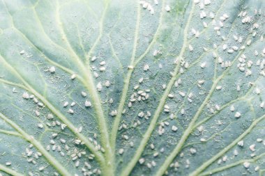 Whitefly Aleyrodes proletella tarımsal veba lahana yaprağı üzerinde.