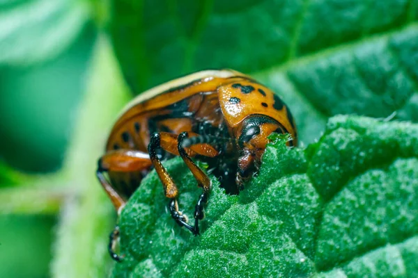 Crop Pest Colorado Potato Beetle Sits Leaves Potatoes — Stock Photo, Image