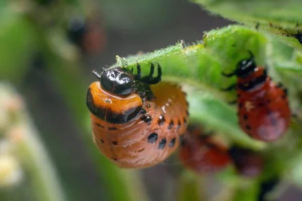 科罗拉多马铃薯甲虫幼虫吃马铃薯叶 破坏了农业 — 图库照片