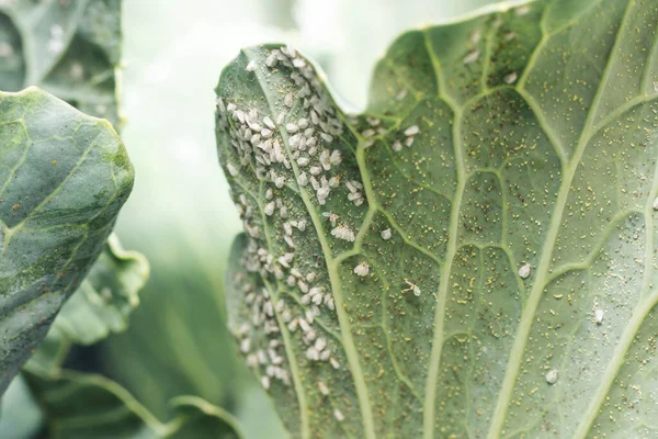Whitefly Aleyrodes proletella agricultural pest on cabbage leaf. — Stock Image Whitefly Aleyrodes Proletella Agricultural Pest Cabbage Leaf Royalty Free Stock Photos
