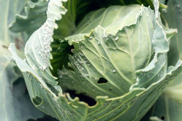 Whitefly Aleyrodes proletella agricultural pest on cabbage leaf. — Stock Image Whitefly Aleyrodes Proletella Agricultural Pest Cabbage Leaf Stock Image