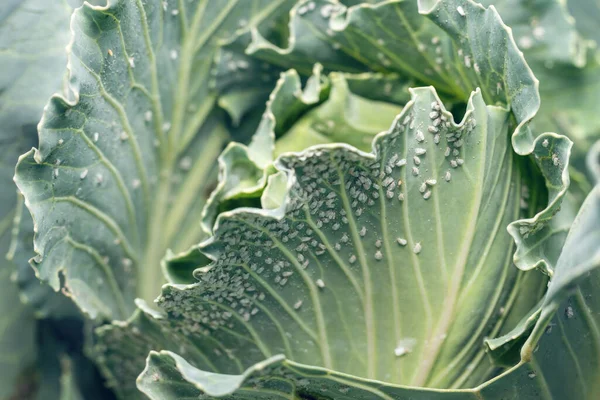 Whitefly Aleyrodes proletella agricultural pest on cabbage leaf. — Stock Image Whitefly Aleyrodes Proletella Agricultural Pest Cabbage Leaf Stock Photo