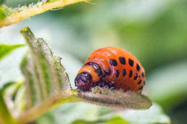 Colorado patates böceği larvaları patates yaprakları yer ve tarıma zarar verir..