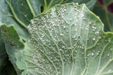 Whitefly Aleyrodes proletella tarımsal veba lahana yaprağı üzerinde.