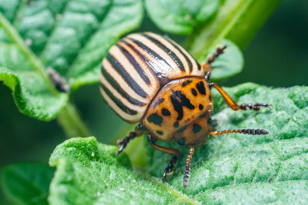 Crop pest, the Colorado potato beetle sits on the leaves of potatoes.