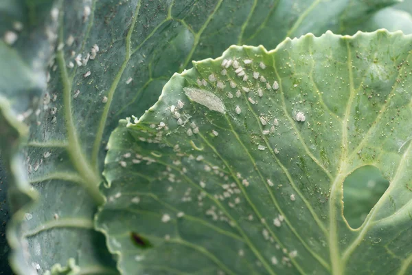 Whitefly Aleyrodes proletella agricultural pest on cabbage leaf. — Stock Image Whitefly Aleyrodes Proletella Agricultural Pest Cabbage Leaf Stock Picture