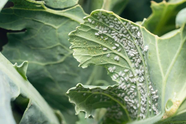 Whitefly Aleyrodes proletella tarımsal veba lahana yaprağı üzerinde.