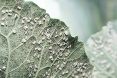 Whitefly Aleyrodes proletella tarımsal veba lahana yaprağı üzerinde.