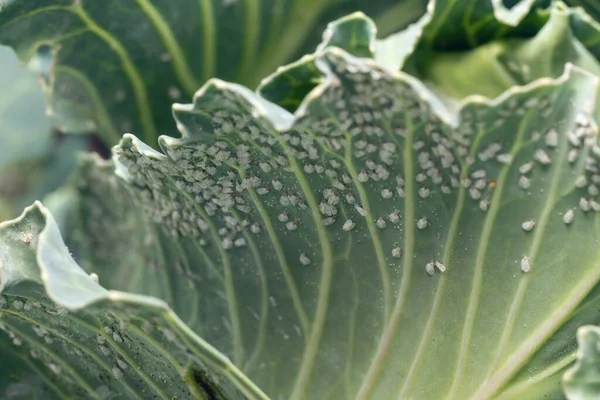 Whitefly Aleyrodes proletella agricultural pest on cabbage leaf. — Stock Image Whitefly Aleyrodes Proletella Agricultural Pest Cabbage Leaf Royalty Free Stock Images