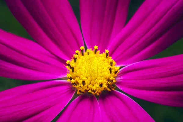 Beautiful Cosmos Flower Blooms Summer Garden — Stock Photo, Image