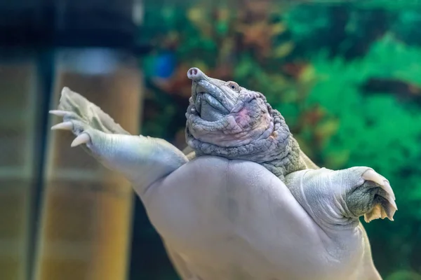 Die Chinesische Trionyx Schildkröte Pelodiscus Sinensis Schwimmt Aquarium — Stockfoto
