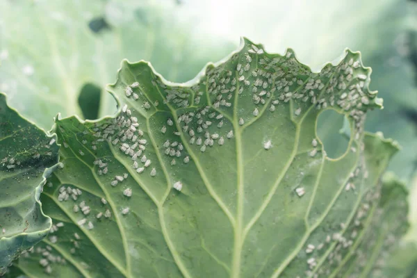 Whitefly Aleyrodes proletella agricultural pest on cabbage leaf. — Stock Image Whitefly Aleyrodes Proletella Agricultural Pest Cabbage Leaf Stock Picture