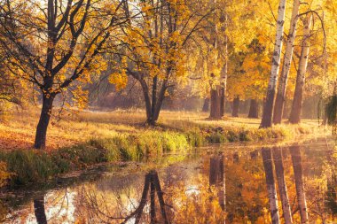 Orman gölündeki ağaçların yansımasıyla güzel bir sonbahar manzarası..