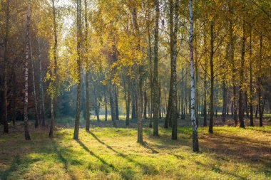 Sonbahar parkı, güneş ışığı ağaçlardaki renkli yaprakların arasından doğuyor..