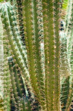 Arkaplanı bulanık yeşil kaktüs çöl bitkisine yakın..