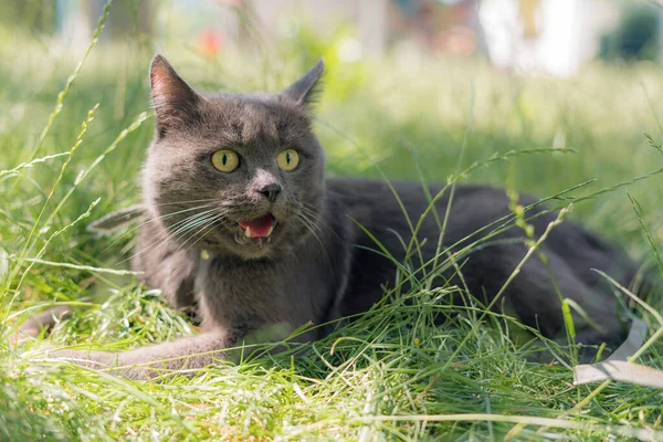 Gato Gris Encuentra Hierba Verde Con Boca Abierta — Foto de Stock