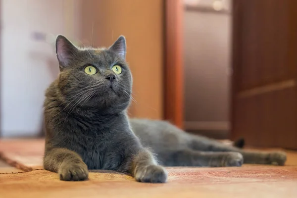 Piękny Szary Kot Leży Podłodze — Zdjęcie stockowe