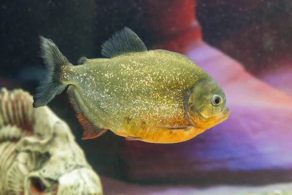 Dangerous predatory fish piranha swims in the aquarium. Pygocentrus nattereri.