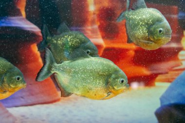 Tehlikeli yırtıcı balık piranası akvaryumda yüzer. Pygocentrus nattereri.