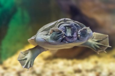 Çin Trionyx kaplumbağası Pelodiscus Sinensis akvaryumda yüzüyor..