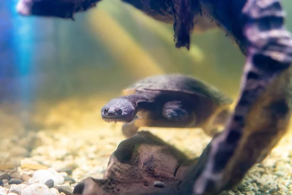 Kígyónyakú Teknős Úszik Vízben Élelmet Keresve — Stock Fotó