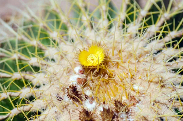 Zbliżenie Zielonej Rośliny Kaktusa Pustyni Rozmytym Tle — Zdjęcie stockowe