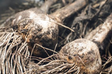 Taze toplanmış sarımsak soğanları, kırsal kesimde hasat..