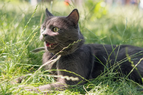 Gato Gris Encuentra Hierba Verde Con Boca Abierta — Foto de Stock