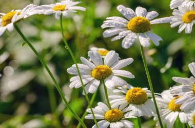 Beyaz yapraklara çiy damlaları damlayan papatya çiçeği, kapat.