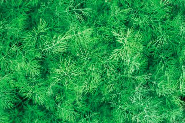 Yaz bahçesinde taze, yeşil bir dereotu.