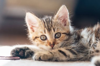 Küçük bir kedi portresi. Güzel kedi yavrusu yerde uzanıyor ve kameraya bakıyor..