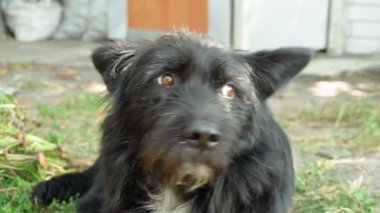 Otların üzerinde yatan evsiz siyah bir köpeğin portresi.