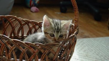 Hasır bir sepetin içinde oturan küçük bir kedi yavrusunun portresi.