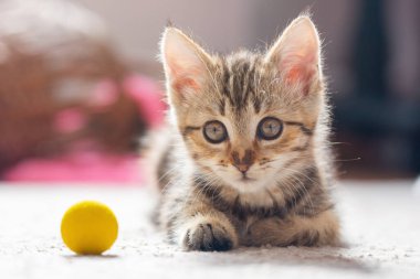 Küçük bir kedi portresi. Güzel kedi yavrusu yerde uzanıyor ve kameraya bakıyor..