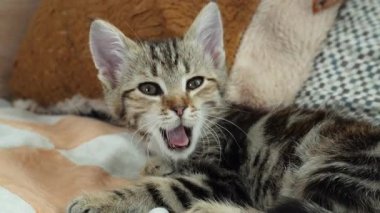 Küçük bir tekir kedi yavrusu uyandı ve ağzını kocaman açtı.