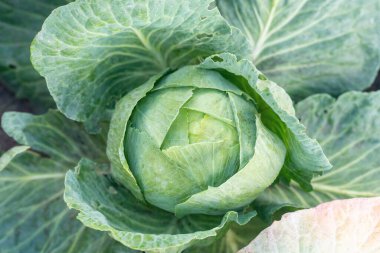 Tarım alanında büyüyen genç lahana.