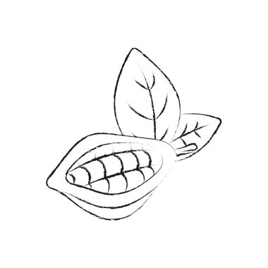 Kakao kabuğu çizimleri. Çizim vektör besin çizimi. Temel yağ, ilaç, kozmetik, çikolata içeriği