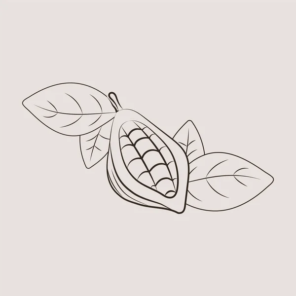 Ilustraciones Vaina Cacao Dibujo Vector Ilustración Alimentos Aceite Esencial Medicina — Vector de stock