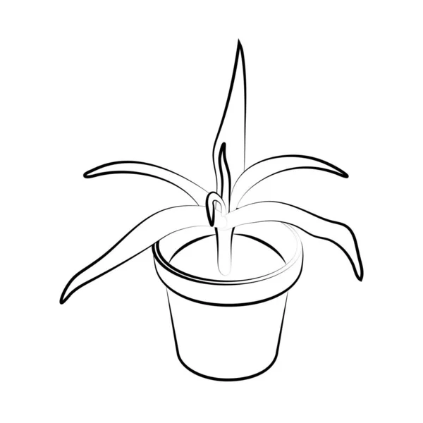 Ręcznie Rysowane Soczyste Glinianym Garnku Roślina Domowa Garnku Aloes Dekoracyjnej — Wektor stockowy
