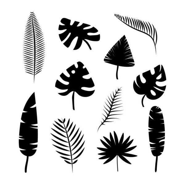 Set of black silhouettes of tropical leaves of palm trees, trees. Stock vector illustration