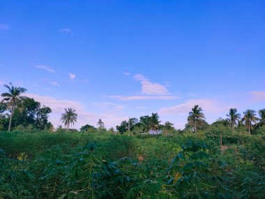 Güzel bir bahçe ve gökyüzü manzarası.