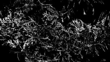 Motion Matte Doğa HD