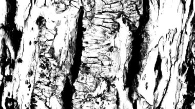 Motion Matte Dokuları Ahşap HD