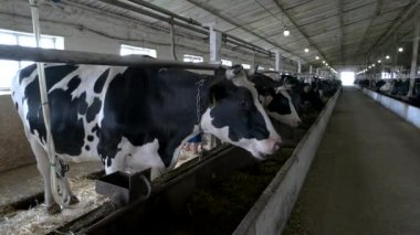 Ahırdaki inekler yem çiğniyor.