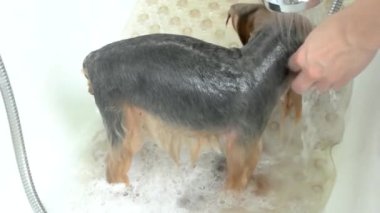 Islak York Teriyeri 'nde köpek banyosu.